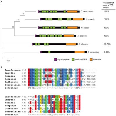 Dnj1 Promotes Virulence in Cryptococcus neoformans by Maintaining Robust Endoplasmic Reticulum Homeostasis Under Temperature Stress